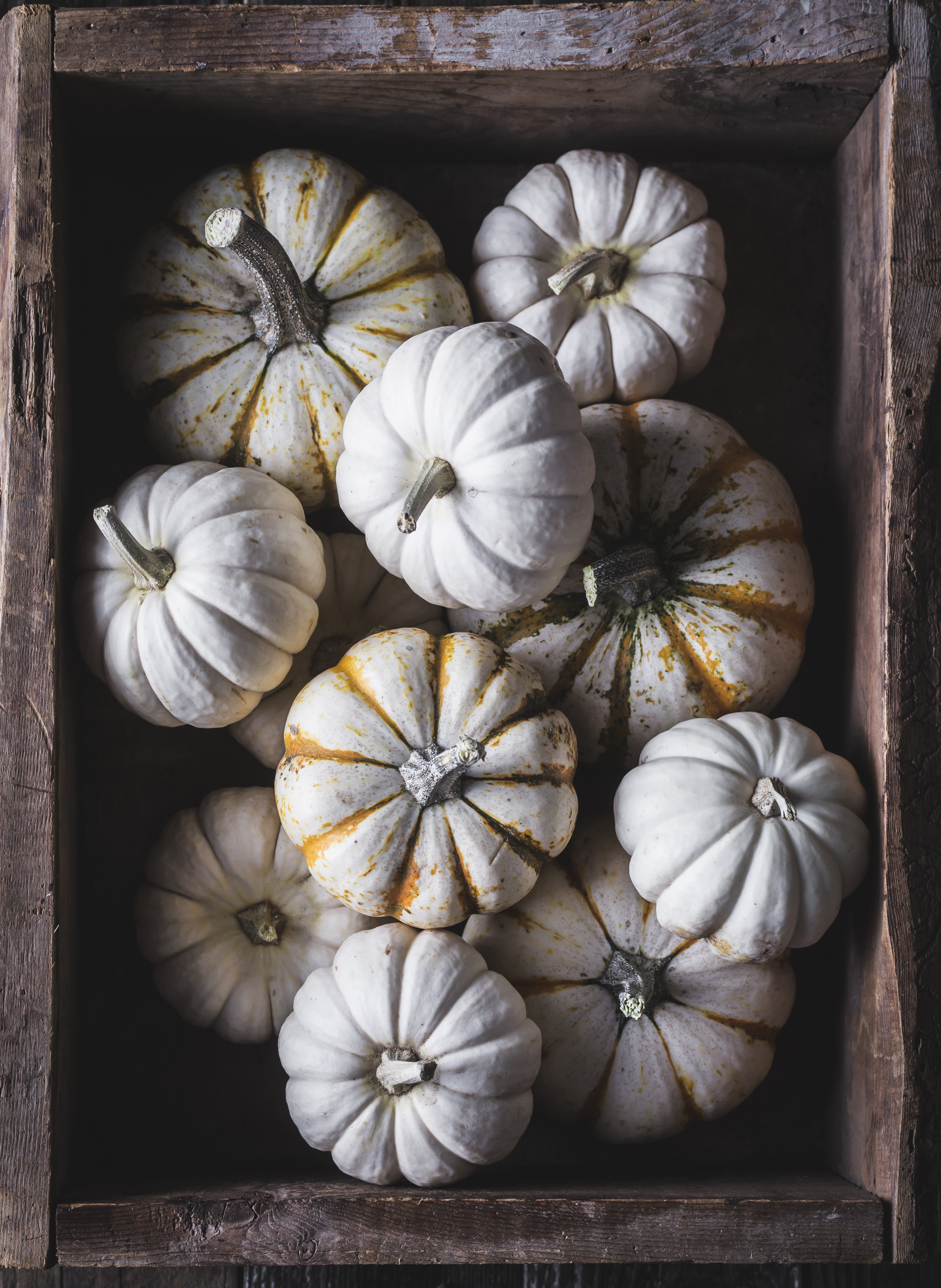 PUMPKIN STILL LIFE
